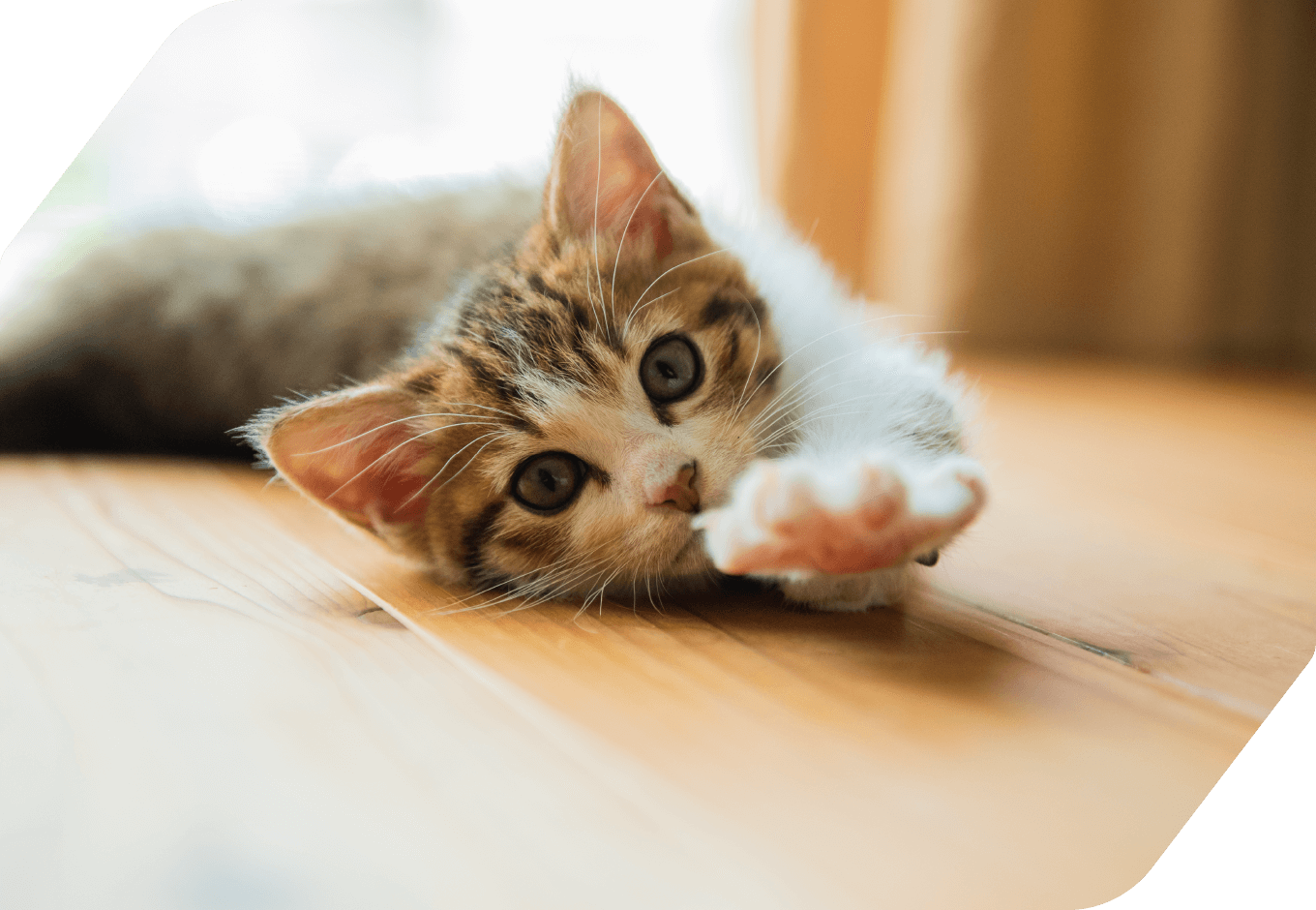 AIMが先天的に機能しない猫ちゃん