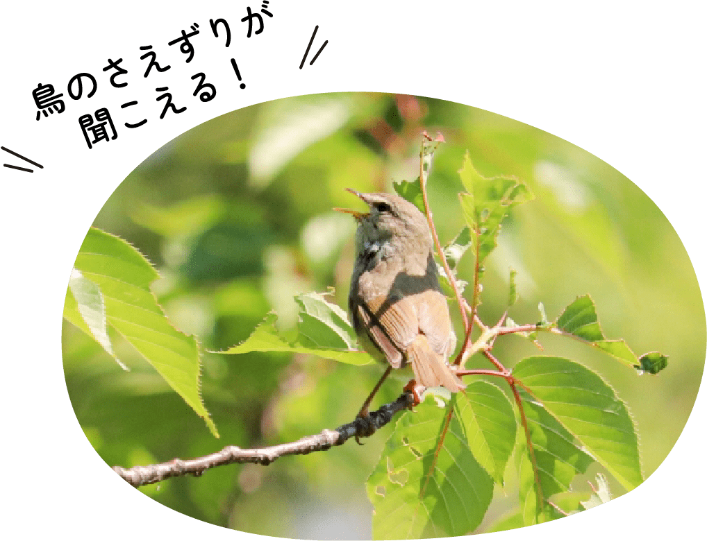 鳥のさえずりが聞こえる！